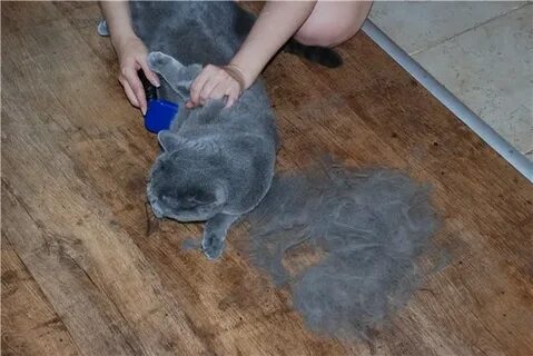 Сколько линяют кошки