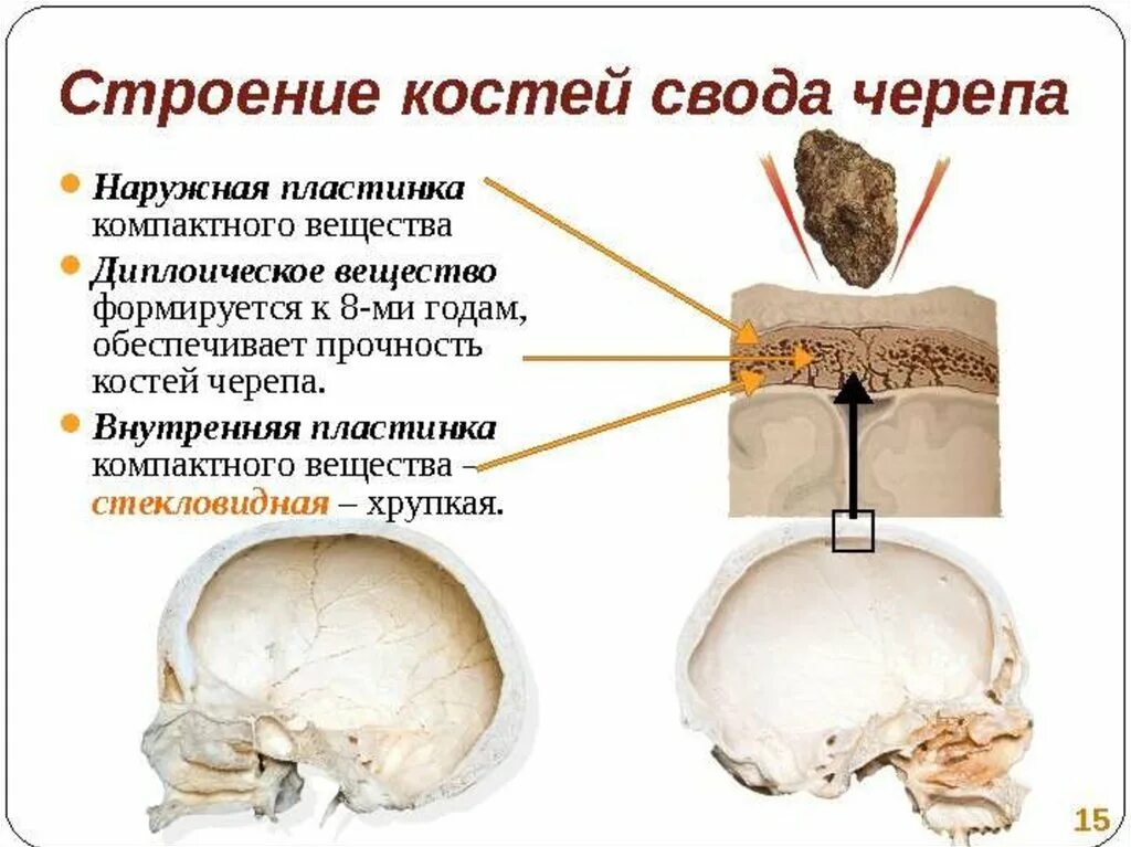 Внутренняя поверхность костей. Строение костей свода черепа. Основные признаки строения костей свода черепа. Особенности внутреннего строения костей свода черепа. Стекловидная пластинка костей черепа.