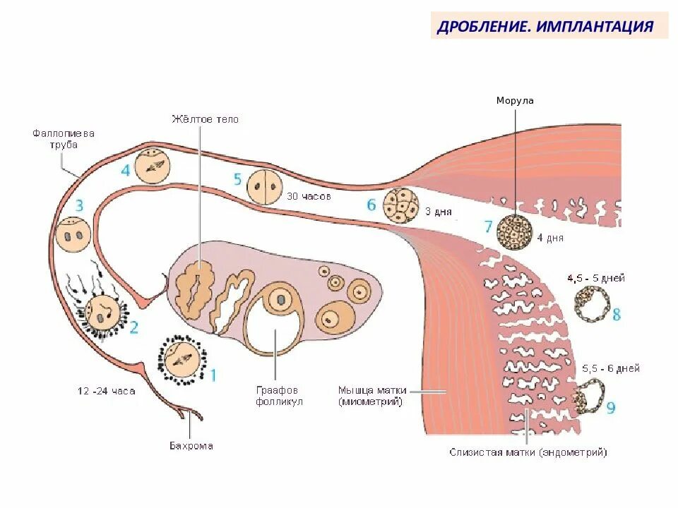 Имплантация эмбриона симптомы. Движение яйцеклетки по маточной трубе. Фазы имплантации зародыша. Путь яйцеклетки по дням. Стадии развития оплодотворенной яйцеклетки.