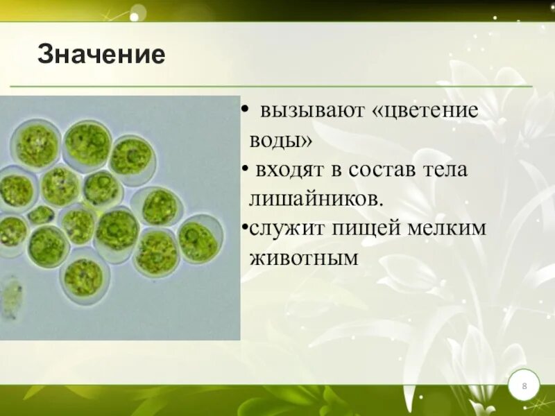 Одноклеточные организмы в природе. Роль одноклеточных животных в природе. Роль одноклеточных. Одноклеточные животные значение. Простейшие вызывают воды