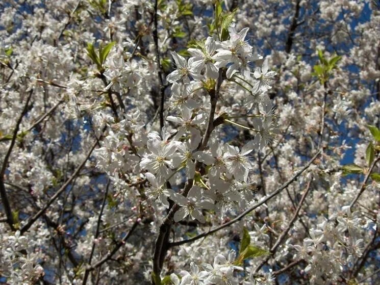 Prunus перевод. Prunus divaricata. Prunus domestica l.. Соцветия Прунус. Деревья рода Prunus.