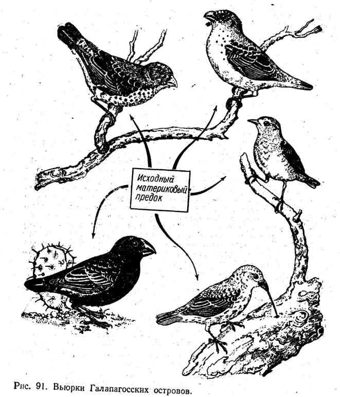 Разнообразие галапагосских вьюрков. Галапагосские вьюрки клювы. Галапагосские вьюрки Эволюция. Дарвиновы вьюрки с Галапагосских островов. Вьюрки Дарвина.