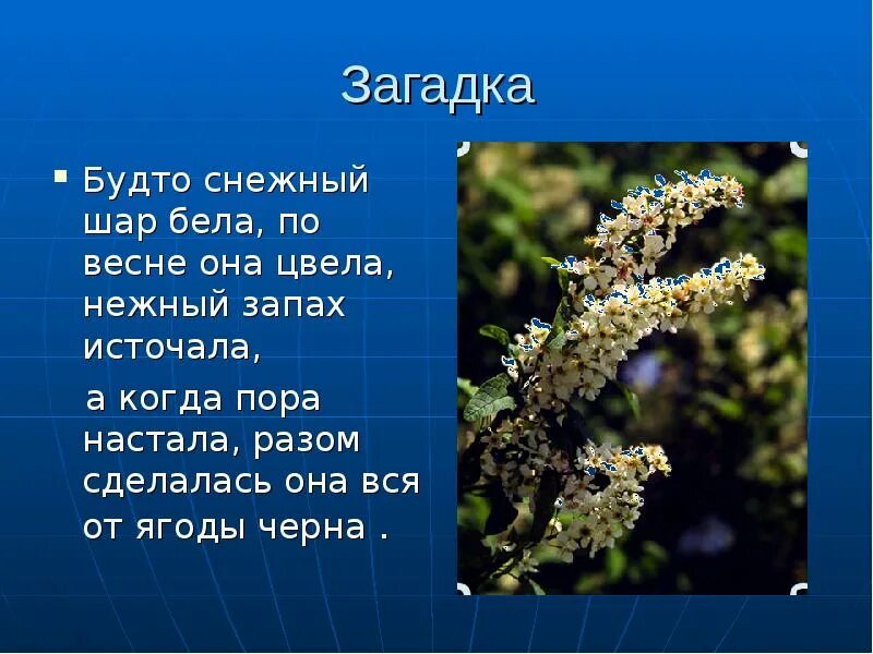 Слова песни белые шарики. Будто снежный шар бела по весне она. Загадка будто снежный шар бела по весне она цвела. Загадка цвет белый а ягода черная. Будто снежный шар бела.