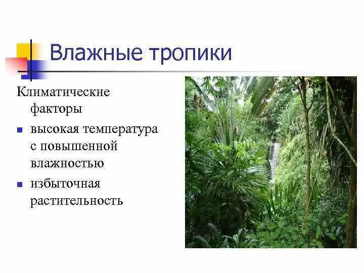 Влажные тропические. Тропический влажный климат. Влажность в тропиках. Тропические факторы.