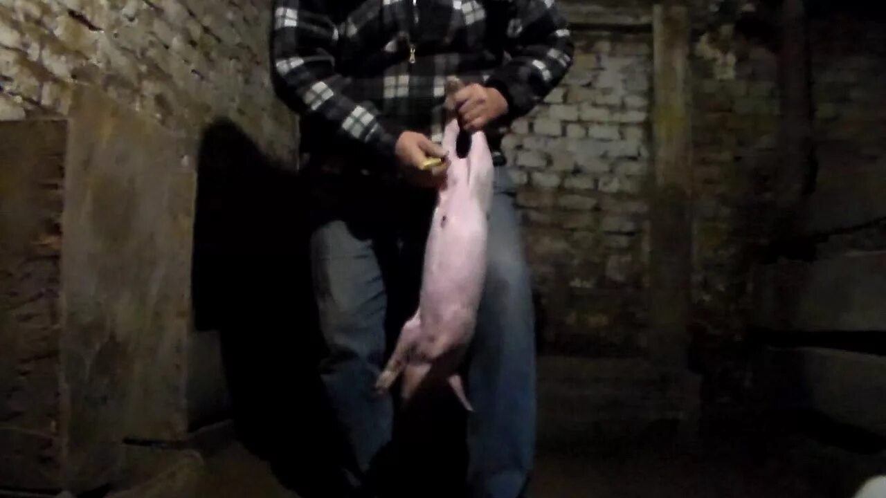 Инъекции свинье. Забой вьетнамского поросенка. Как сделать укол свинье.