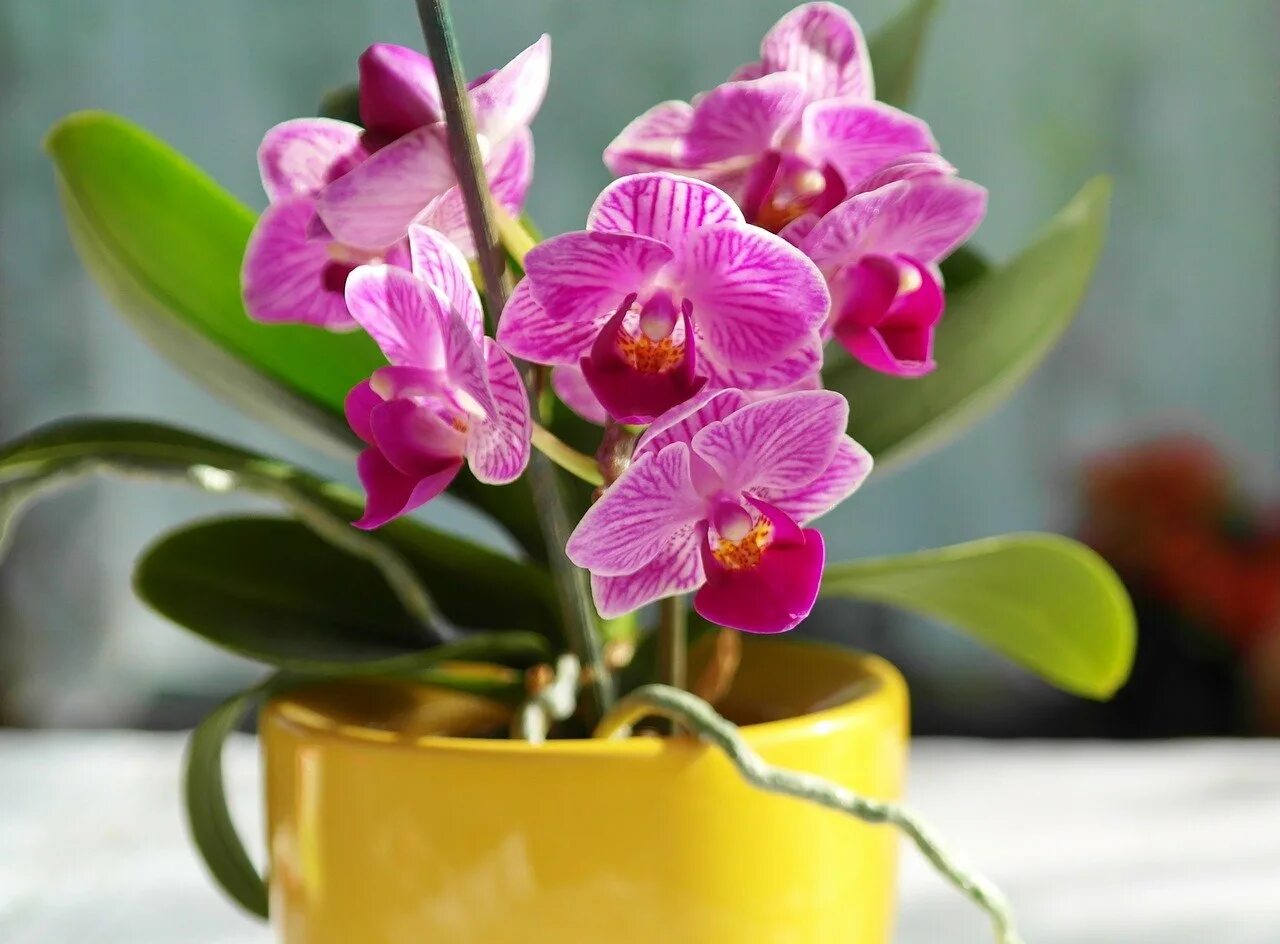 Комнатные растения Орхидея. Цветок фаленопсис. Фаленопсис цветение. Комнатный цветок Орхидея фаленопсис.