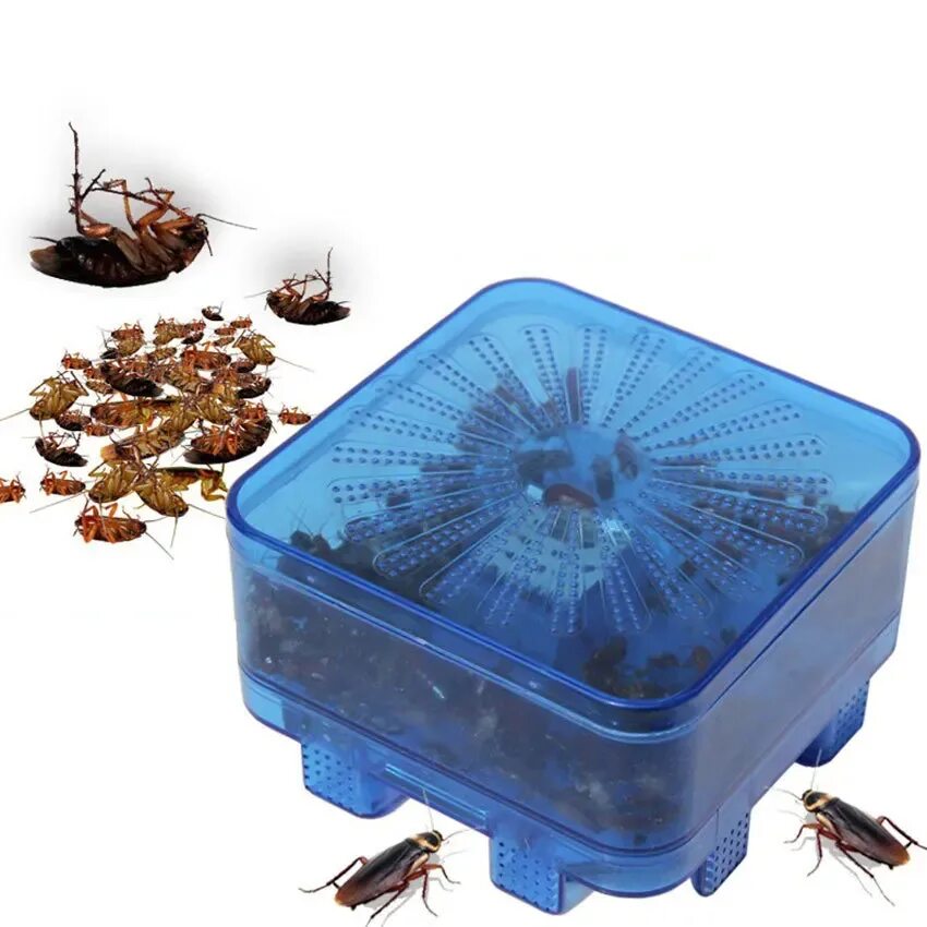 Box bug