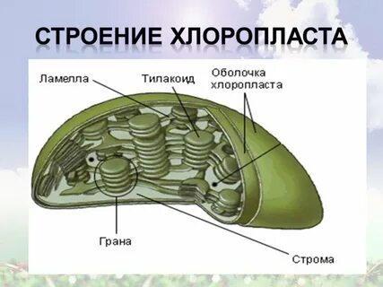 Строма это в биологии