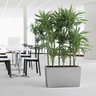 Max plant