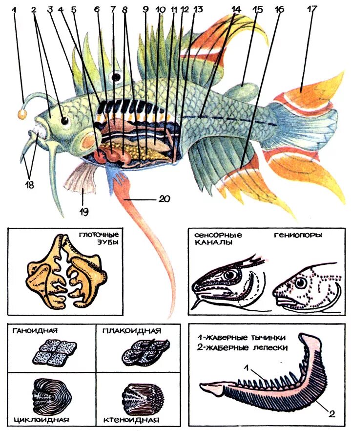 Рыбы (биология). Плавники рыбы схема. Внутреннее строение аквариумной рыбки. Рыбы биология 2 класс