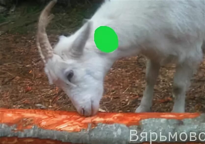 Укус козы