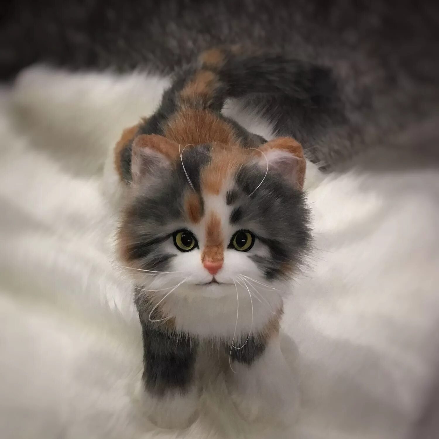 Кош ка