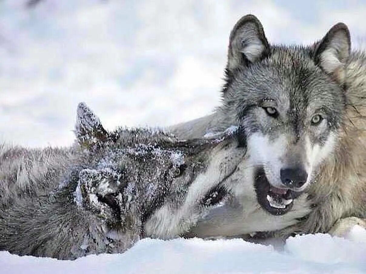 Хайретдинов азат. Волчара выбор 45. Красивый волк. Я шерстяной. Волк анфас.