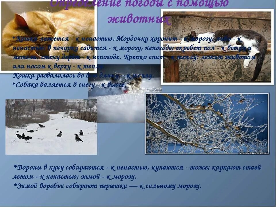 Продолжи народные приметы. Народных примет о погоде. погодные приметы в народе. научные приметы о погоде. приметы о погоде по поведению животных.