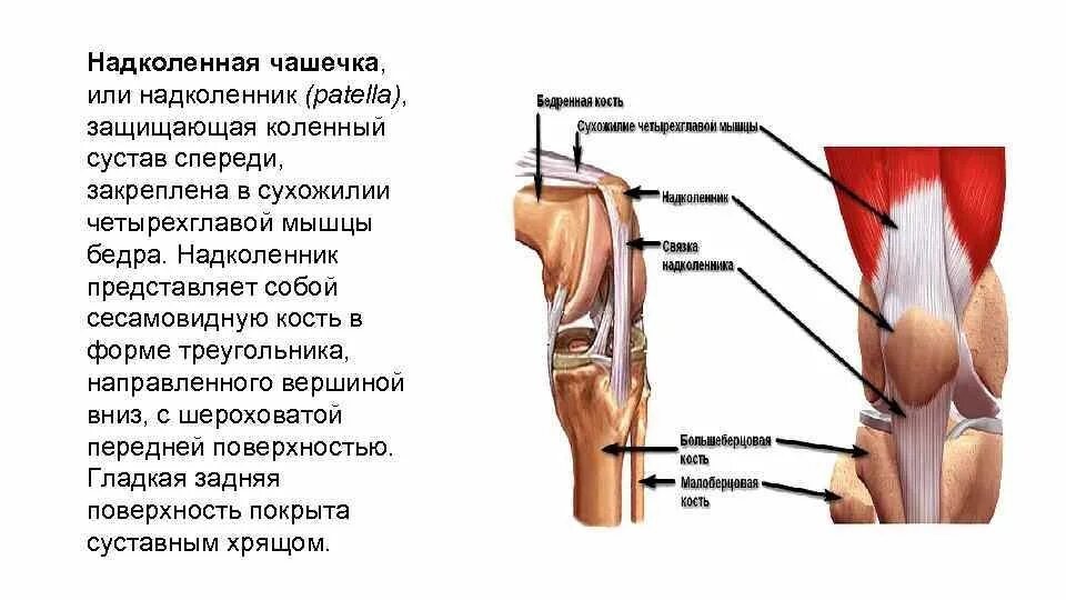 Растяжение коленных мышц. Болит кость под коленной чашечкой спереди. болит над коленной чашечкой спереди. болит колено под коленной чашечкой спереди. строение мышц колена спереди.