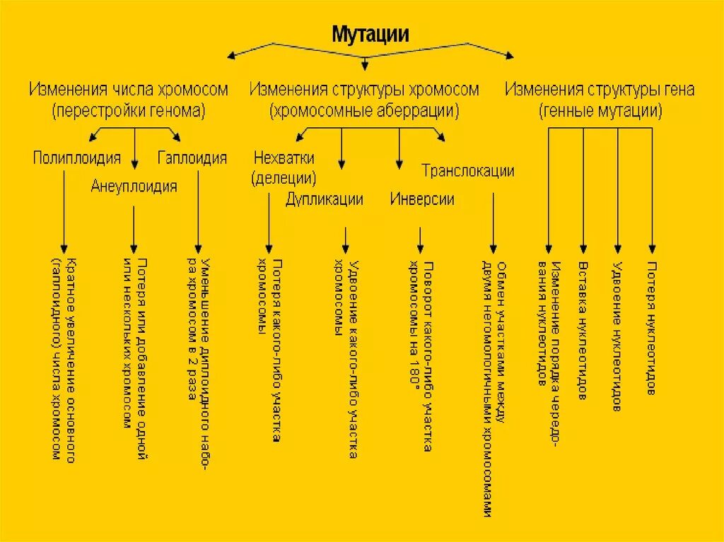 Типы мутационной изменчивости. Классификация мутационной изменчивости схема. Типы мутаций схема. Мутационная изменчивость хромосомного аппарата таблица. Мутации в отличие от модификаций