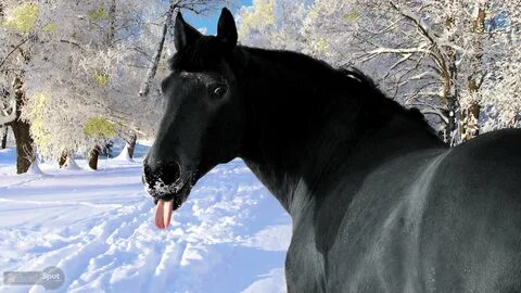 Черный конь в снегу