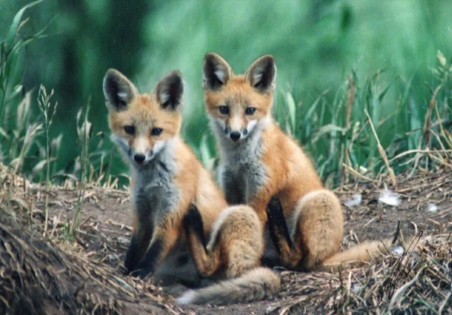 Kit fox. Лисы Близнецы. Лиса Твин. Лиса Близнецы. Kit Fox животное.