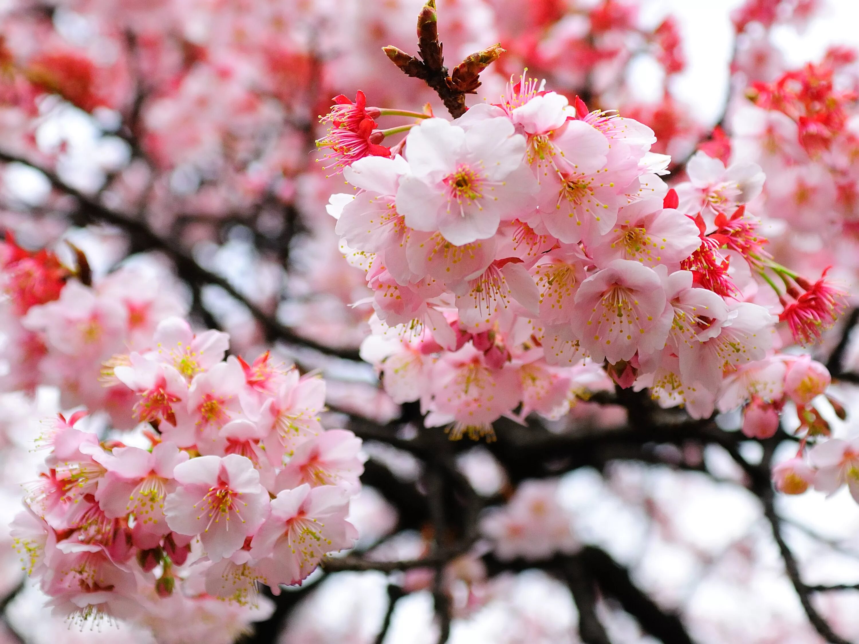 Черри блоссом дерево. Сакура японская вишня. Сакура дерево цветение. Японская Дикая вишня Сакура. Цветы 1024 600