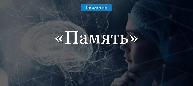 Память биология. Память биология 8 класс. Кратковременная память это в биологии. Память биология 9 класс. Память биология 8