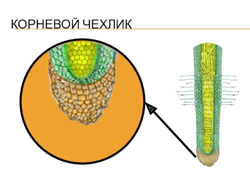 Корневой чехлик покрыт корневыми волосками. Строение корневого чехлика под микроскопом. Корневой чехлик строение под микроскопом. Роговой чехлик гистология. Корневой чехлик ткань.