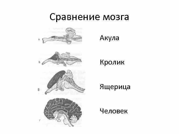 Какой мозг у акулы. Строение головного мозга акулы. Мозг акулы строение.