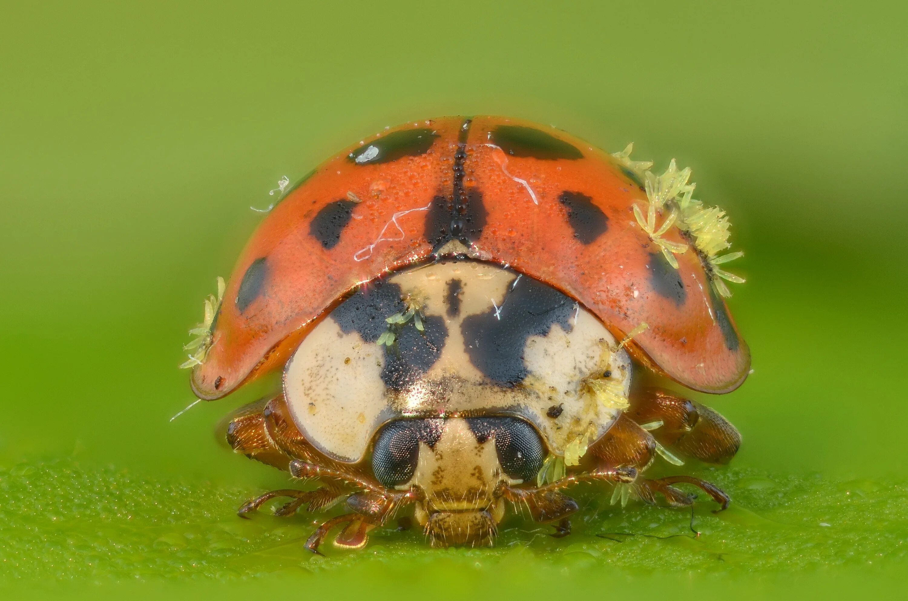 Божья коровка комар. Божья коровка Harmonia axyridis. Кордицепс Божья коровка. Грибы паразитирующие на насекомых.