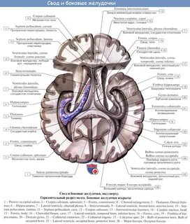 Боковые желудочки. 