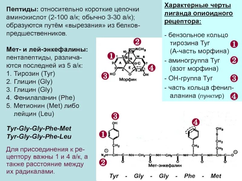 Пептиды. Метионин-энкефалин пептид. Энкефалин структура и функции. Структурная формула пептида.