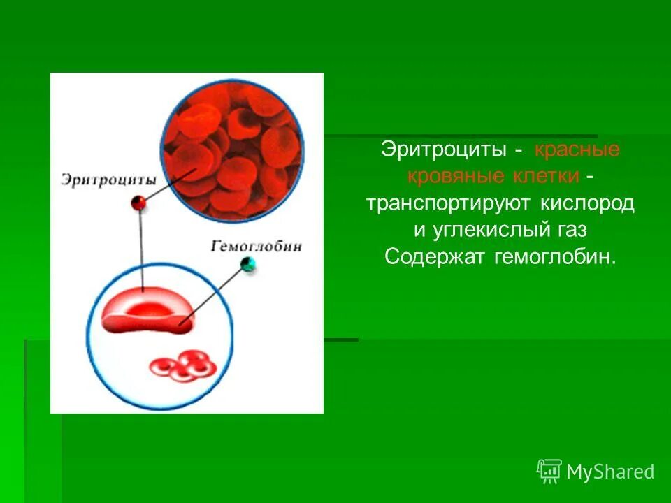 тканевое и клеточное дыхание. транспортная функция белков схема. какие клетки доставляют кислород. какие клетки доставляют кислород. функции белков транспортная функция.