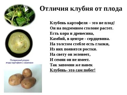 Лабораторная работа по биологии 6 класс картофель