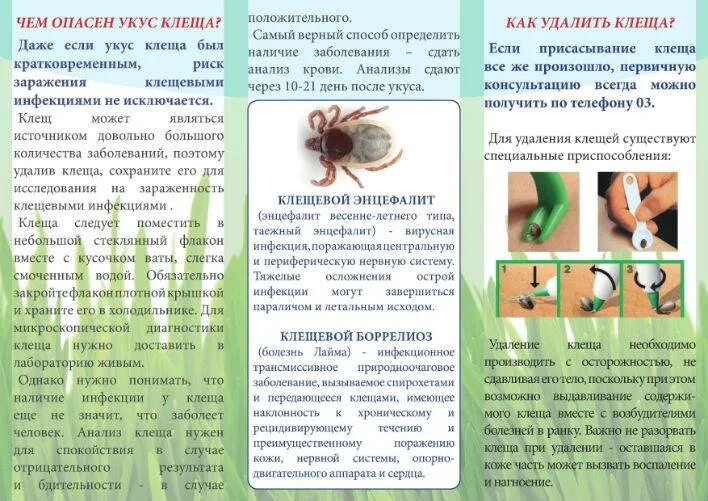 Как хранить клеща. Брошюра по клещевому энцефалиту. буклет от клещей. брошурка клещи. памятка укус клеща.