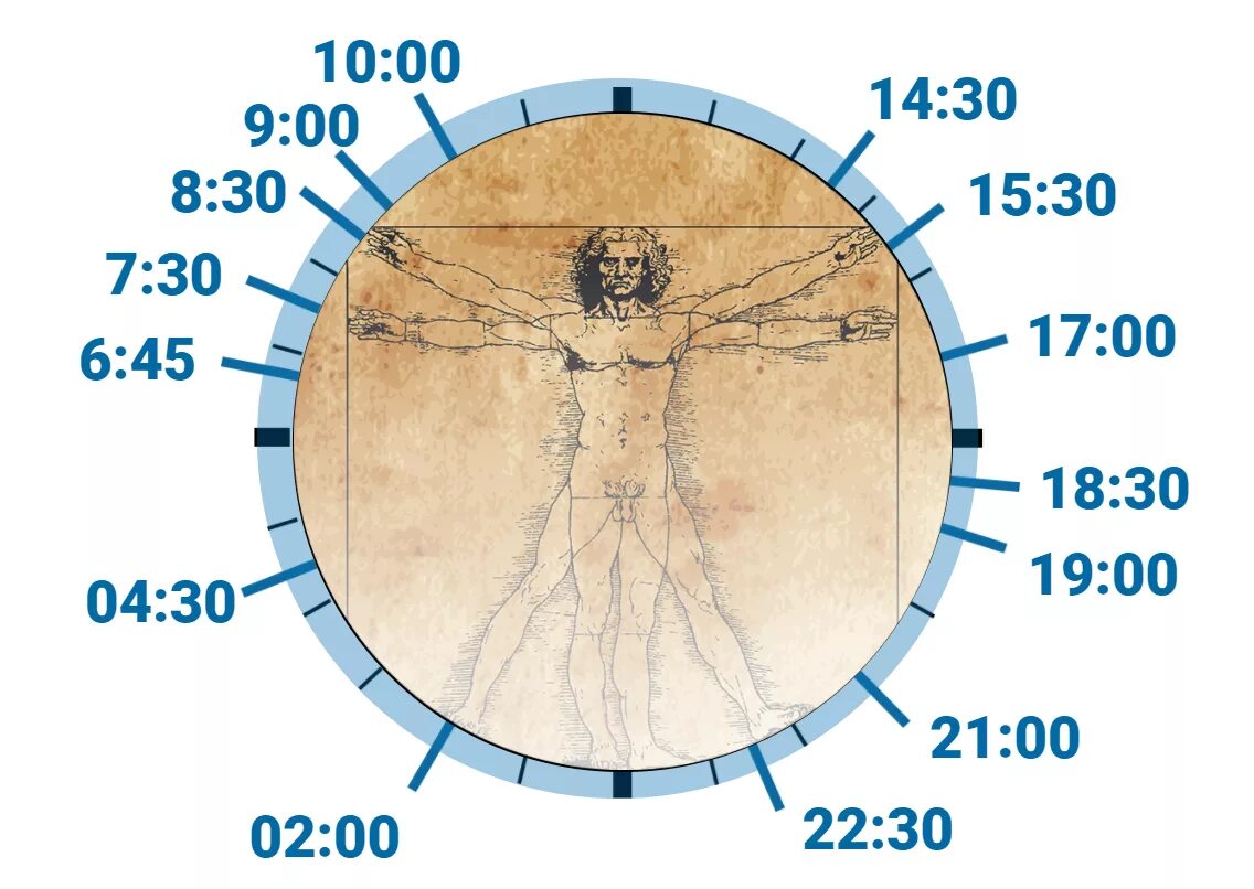 Биоритмы циркадные ритмы. Биологические часы человека циркадные ритмы. Ритмы организма человека по часам биологические суточные. Внутренние биологические часы человека. Биологически 5 часы