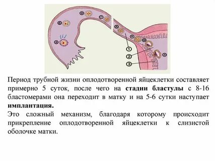 Овуляция прикрепление зародыша к стенке матки