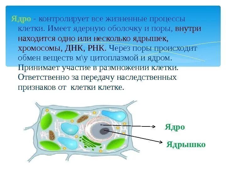 Каждая клетка имеет плотную прозрачную оболочку