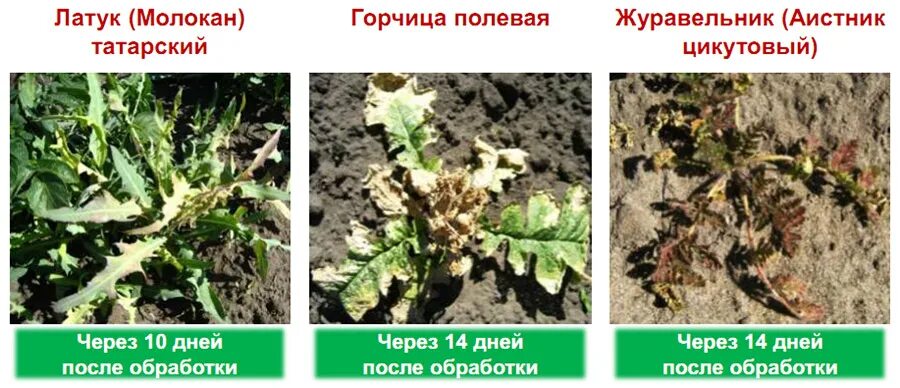 Последствия гербицидов. Растения после гербицидов. Обработка гербицидами сорняков. Сорняк гибнет от гербицида. Последействие гербицидов на капусту.