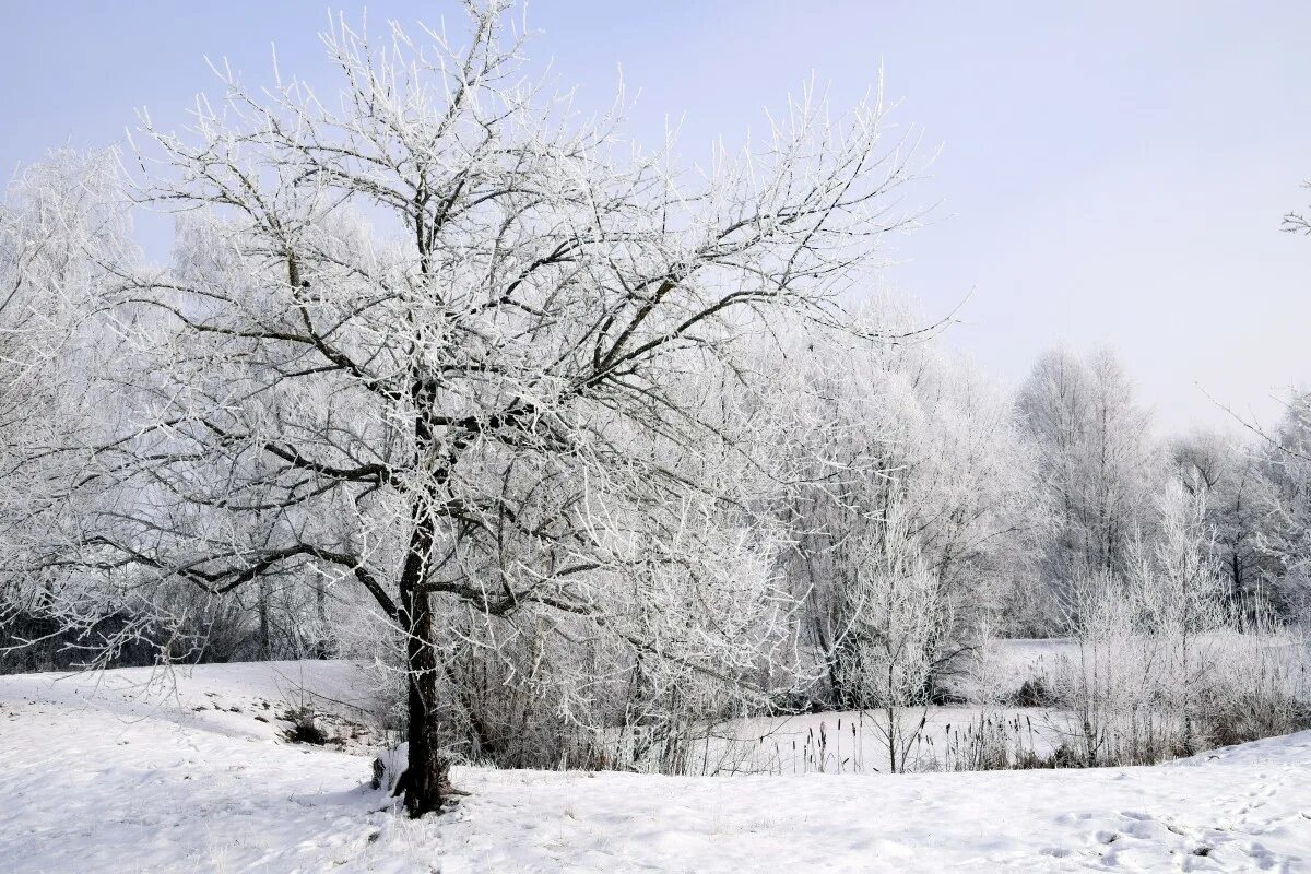Зачем белые деревья. Деревья в снегу. Зимнее дерево. Заснеженные деревья. Зимние деревья и кустарники.