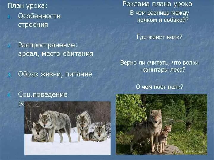 Отличие волка от собаки. Волк и собака отличия. Отличие между собакой и волком. Сходство и различие собаки и волка кратко.