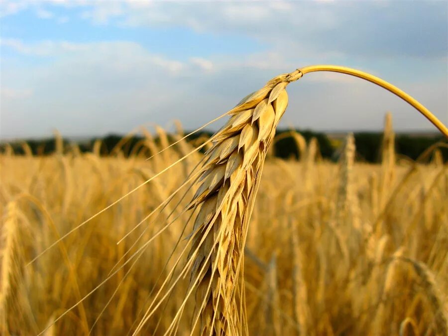 Пшеничная история. Пшеница. Рожь. Ржаное поле. Колосья пшеницы.