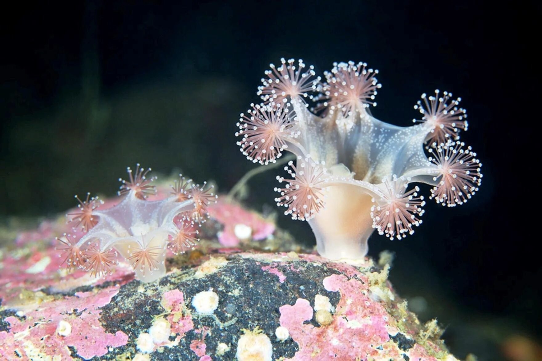 Донные формы. Представители донного сообщества. Донные формы. Донные формы. Полихеты байкала.