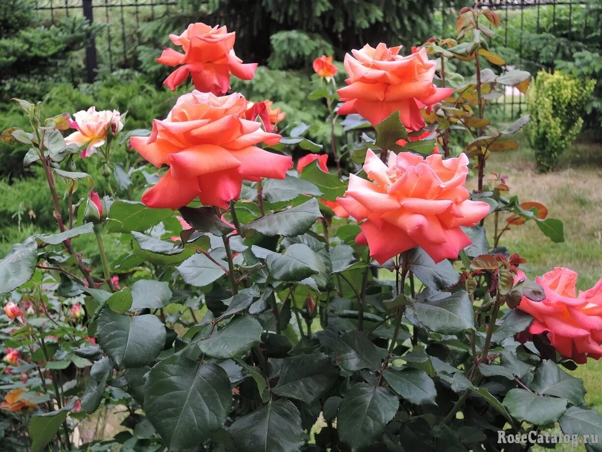 Роза rosario (розарио). Розы 150 рублей. Роза чайно-гибридная роузберри. Саженцы магазин лента. Сибирская коллекция роз.