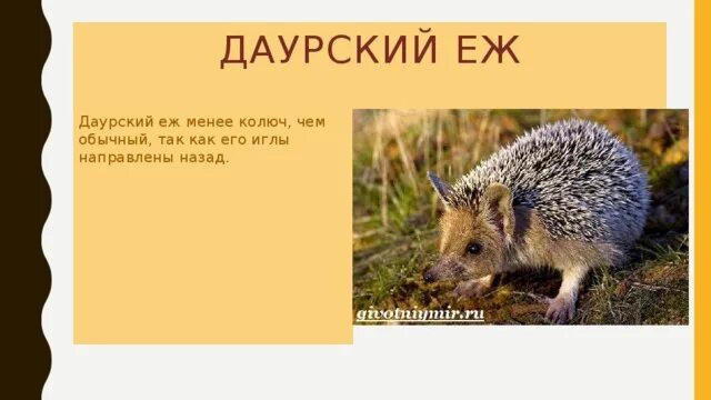 Почему еж занесен в красную книгу