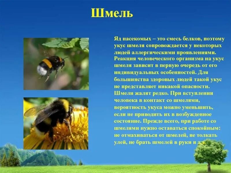 Сколько живут шмели