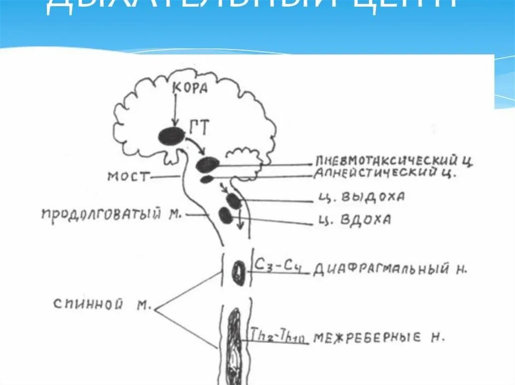 Центр расположен в. Структура дыхательного центра физиология. анатомическое строение дыхательного центра. дыхательный центр расположен в мозге. дыхательный центр в головном мозге человека.