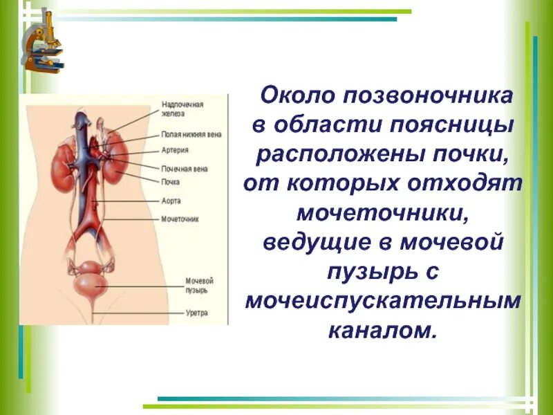 От почек отходят мочеточники. Почки расположены в поясничной области. Общий обзор организма 8 класс. Общий обзор организма биология 8 класс. Мочевой пузырь это в биологии 8 класс.