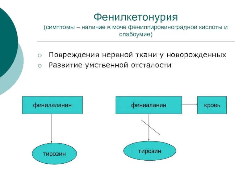 Механизм развития фенилкетонурии схема. Патогенез фенилкетонурии схема. Фенилкетонурия патогенез. Фенилкетонурия генотип