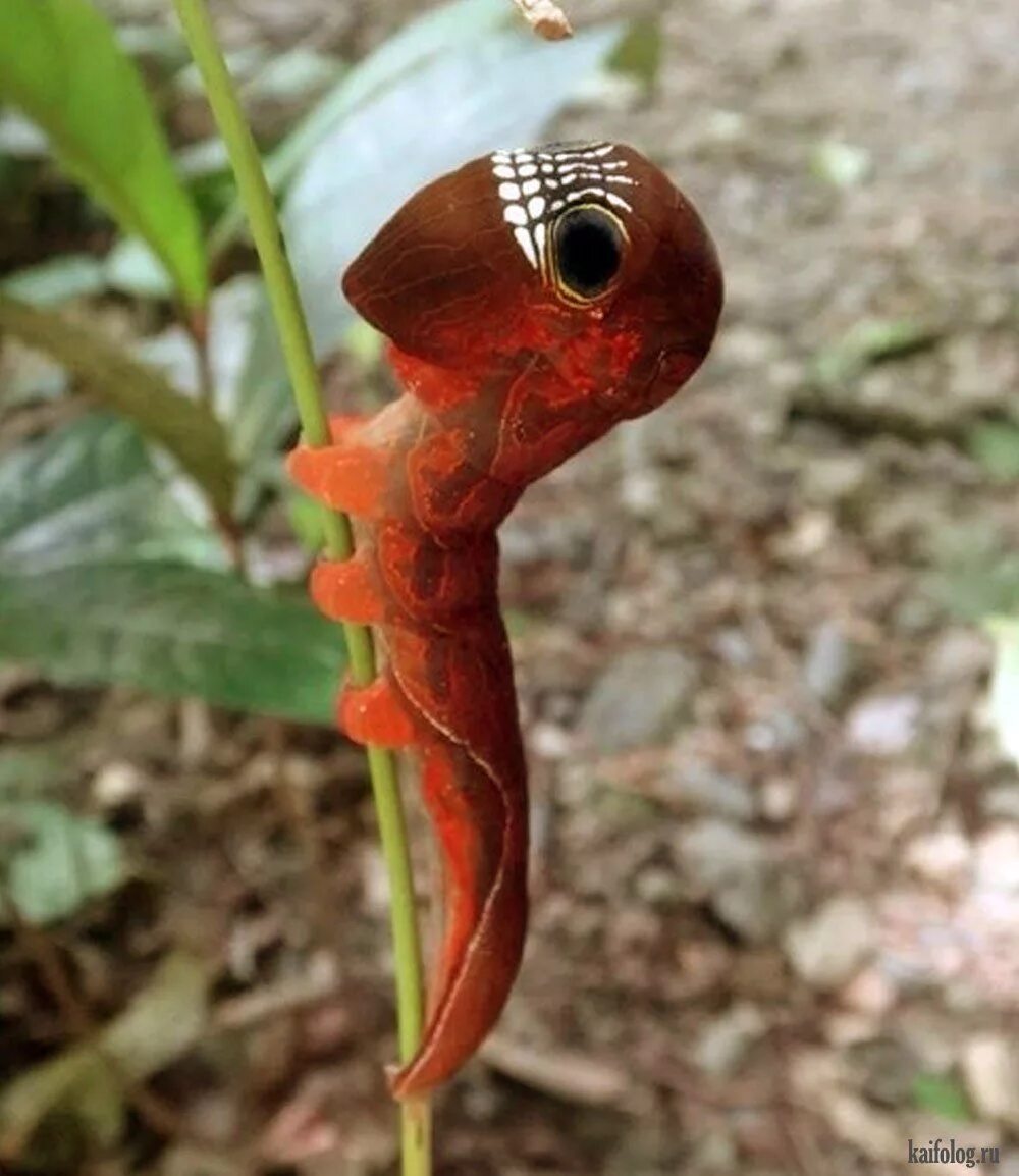 Редкие обитатели. Phyllodes Imperialis гусеница. Phyllodes Imperialis бабочка. Phyllodes Imperialis Caterpillar. Редкие и необычные животные.