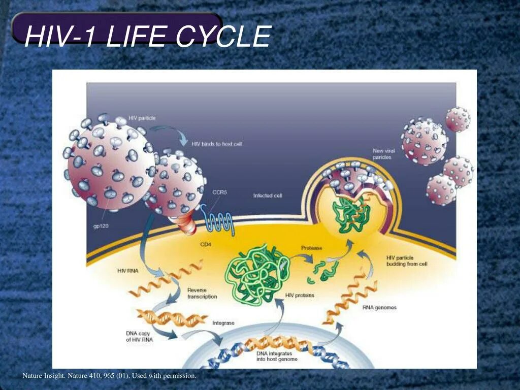 Развитие вич инфекции. Жизненный цикл вируса ВИЧ схема. ВИЧ схема развития вируса. Патогенез ВИЧ инфекции схема. Механизм развития ВИЧ.