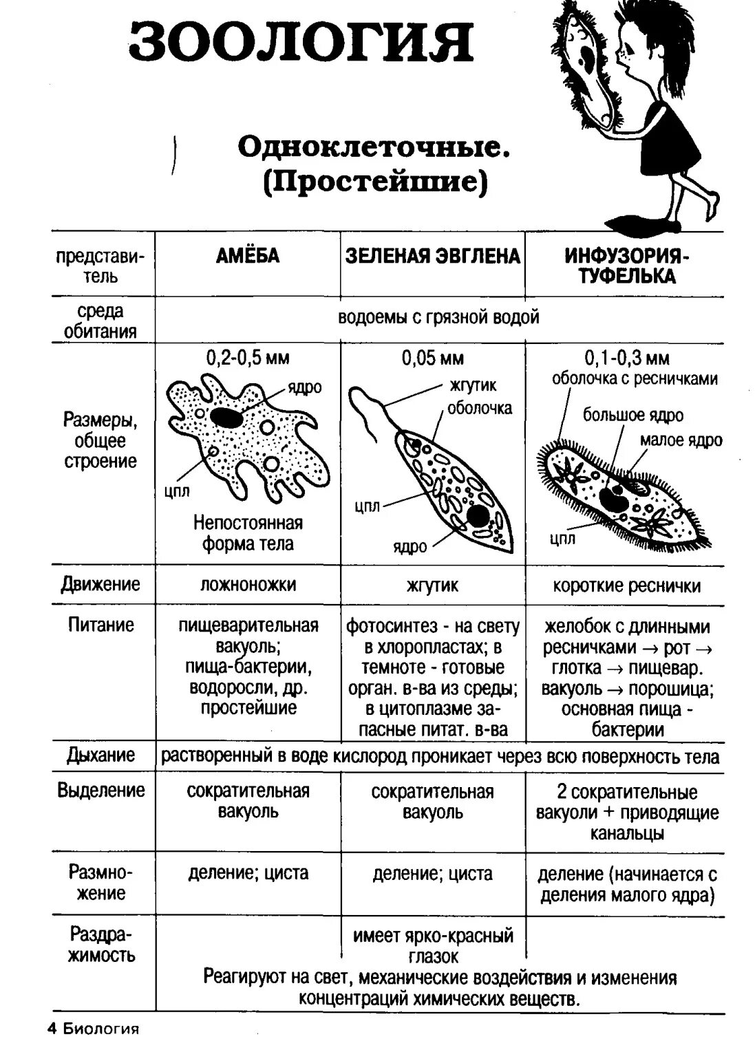 Различие простейших. Таблица Тип жгутиковые и инфузории. Корненожки жгутиконосцы инфузории таблица. Представители эвглены зеленой таблица. Сравнительная характеристикаамебц и эвлены щеленой.