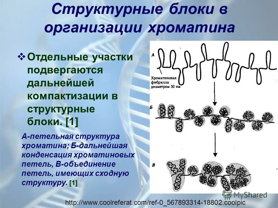 компактизация цитоплазмы